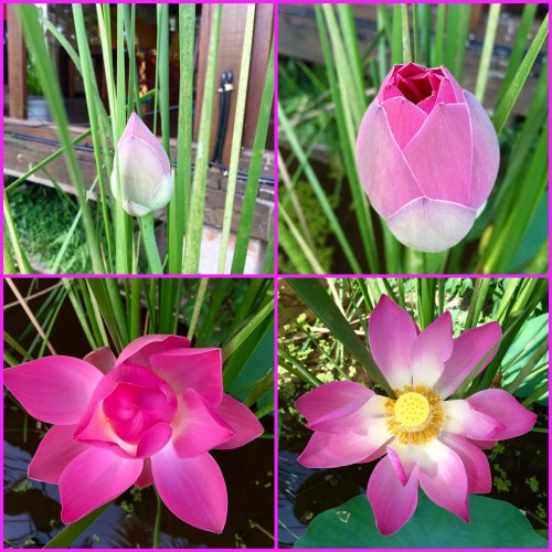 The blooming lotus from day 16 of my teacher training.