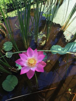 The lotus blossom on my final day of teacher training.